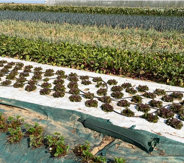 Champ de cultures diverses avec laitues, betteraves, et fraises sous le soleil à Aunay-sous-Auneau près de Chartres en Eure-et-Loir 28