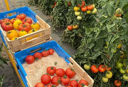 Cagettes de tomates colorées avec plants mûrs dans une serre à Aunay-sous-Auneau près de Chartres en Eure-et-Loir 28