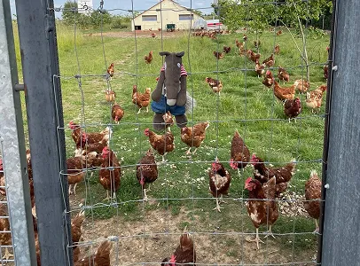 Poules rousses en liberté dans un champ herbeux avec une peluche épouvantail à Aunay-sous-Auneau près de Chartres en Eure-et-Loir 28