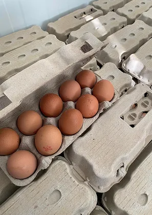 Dix œufs bruns dans un carton ouvert, entourés de nombreux cartons d'œufs vides à Aunay-sous-Auneau près de Chartres en Eure-et-Loir 28