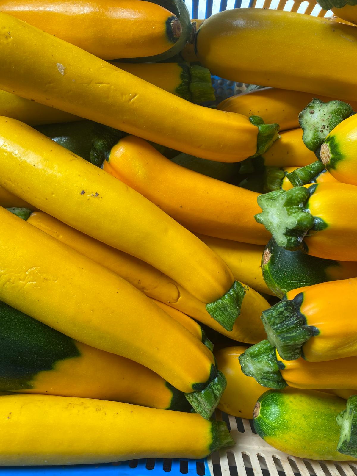 COURGETTE JAUNES